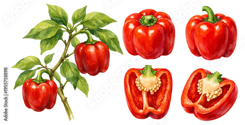 A vibrant collection of watercolor red bell peppers on a branch, featuring whole and halved sweet capsicum vegetables with green leaves isolated on a transparent background.
