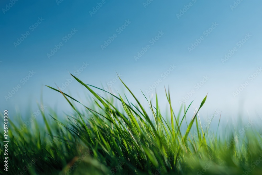 Fototapeta premium Green grass blades against clear blue sky macro nature background fresh spring meadow sunlight breeze closeup shallow focus vivid outdoors serenity