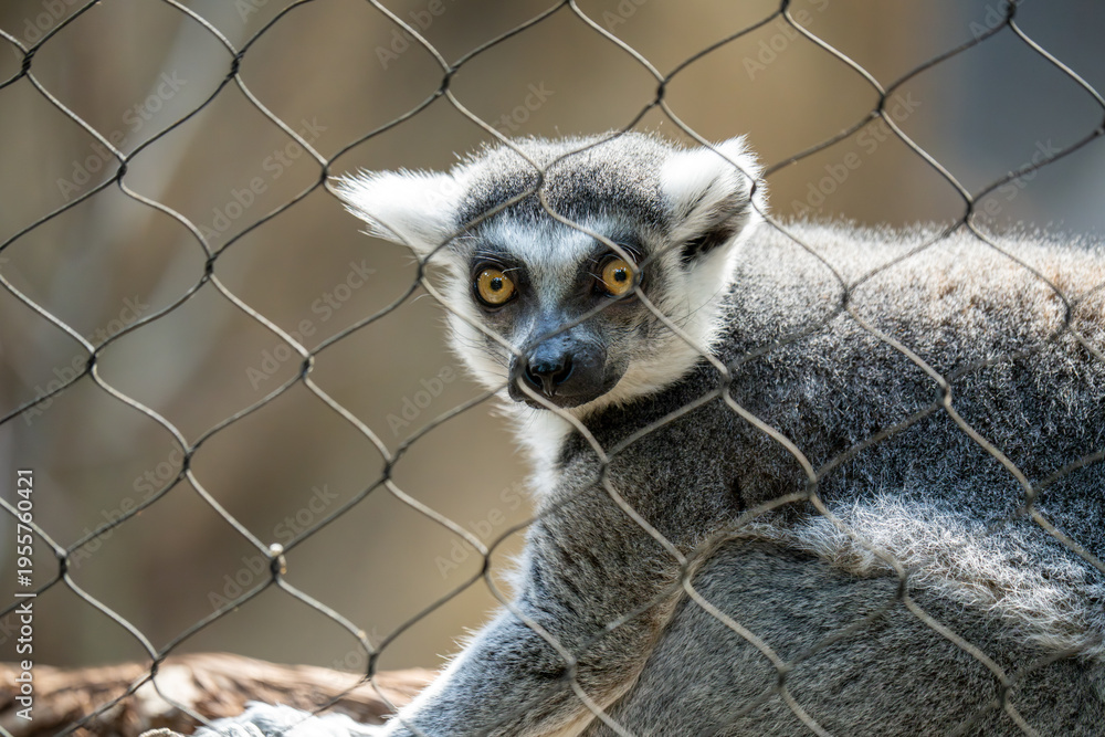 Fototapeta premium A ring-tailed lemur looks through a wire fence.
