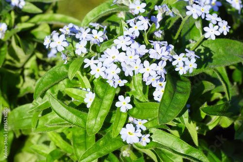 Close up blue flowers of Wood forget-me-not, woodland forget-me-not (Myosotis sylvatica). Borage or Forget-me-not family (Boraginaceae). March, spring, Netherlands.