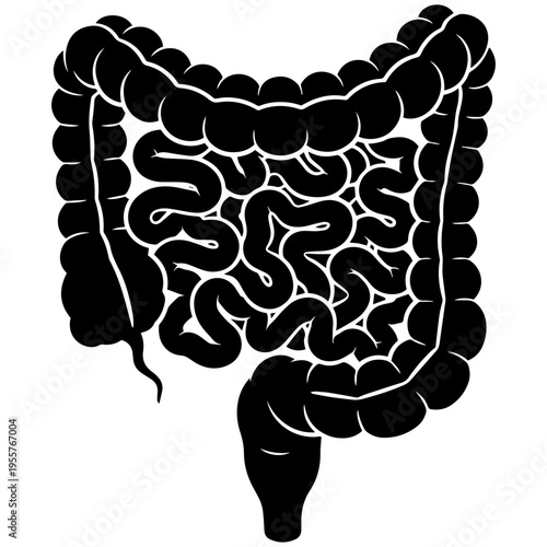 Human digestive system with detailed intestines and colon