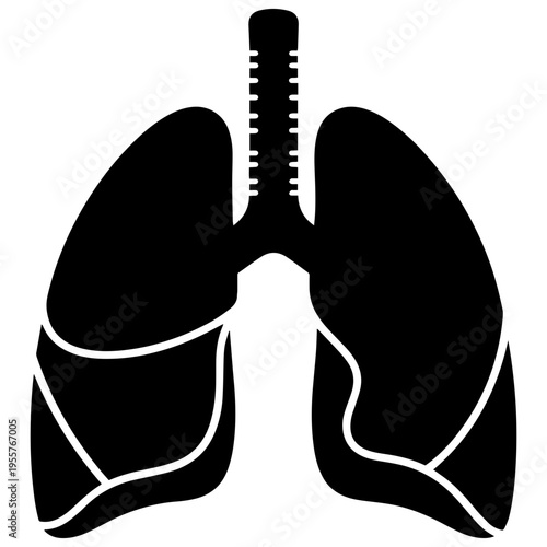Human lungs with trachea and bronchi, detailed medical illustration