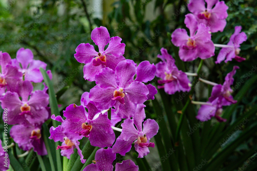 Fototapeta premium Various Types of Orchids in Singapore
