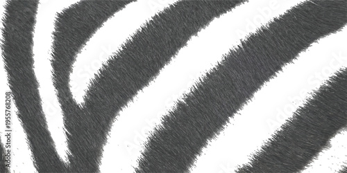 Realistic zebra fur texture background with black and white stripes for wild safari animal print vector illustration