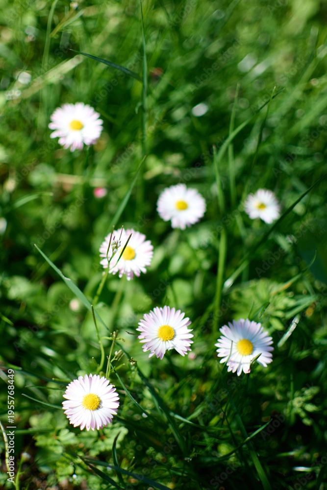 Fototapeta premium Beautiful wild daisies blooming in green grass field with soft bokeh background