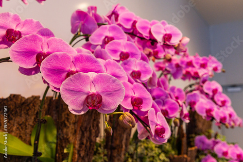 Various Types of Orchids in Singapore