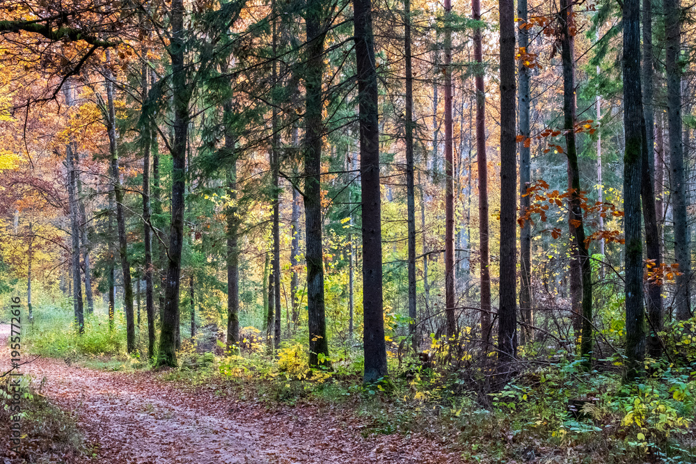 Obraz premium Forest path in autumn colours, Bialowieza Forest
