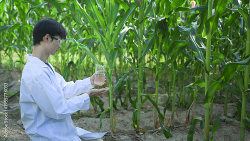 Agricultural scientist testing water quality in corn field