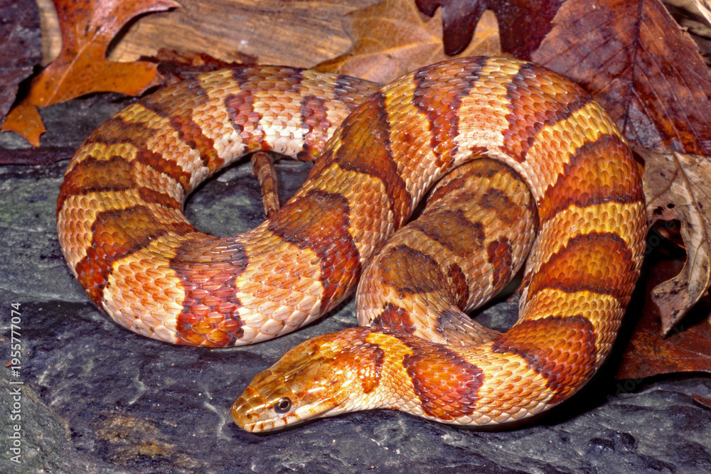 Fototapeta premium Midland watersnake, Nerodia sipedon