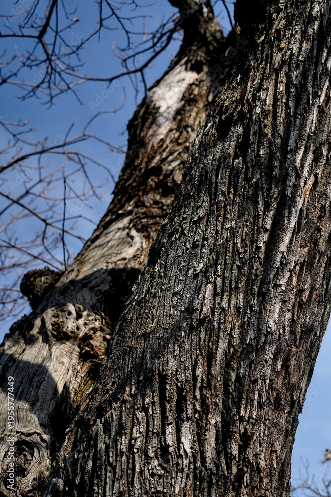 Obraz premium I segni del tempo sulle cortecce di un bosco di castani secolari dell'Appennino Tosco Romagnolo.