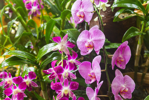 Various Types of Orchids in Singapore
