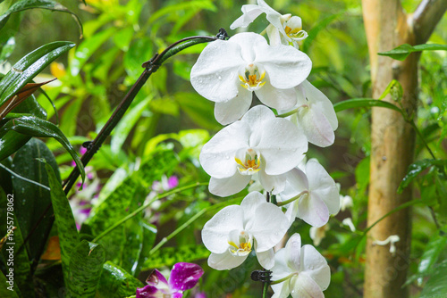Various Types of Orchids in Singapore