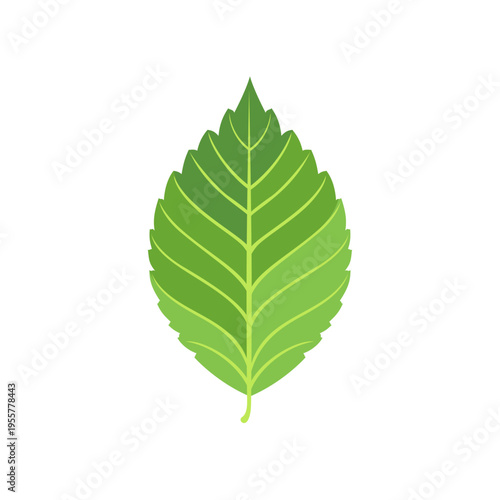 Green elm leaf isolated on white background. Vector cartoon flat illustration.  Simple icon