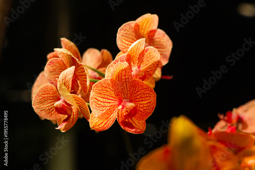 Various Types of Orchids in Singapore