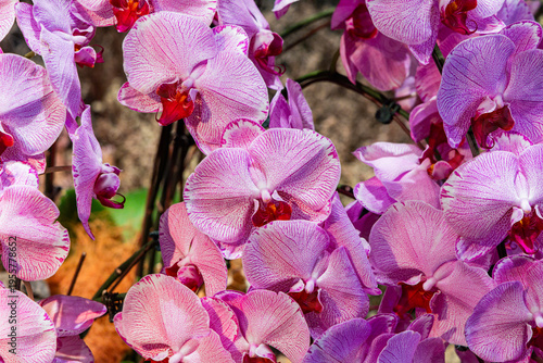 Various Types of Orchids in Singapore