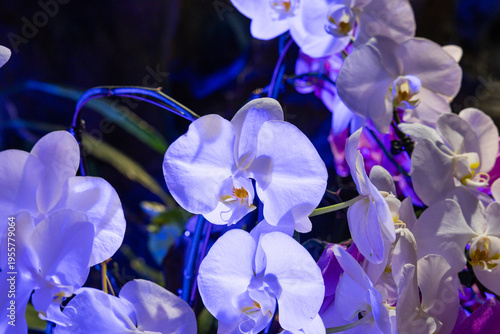 Various Types of Orchids in Singapore