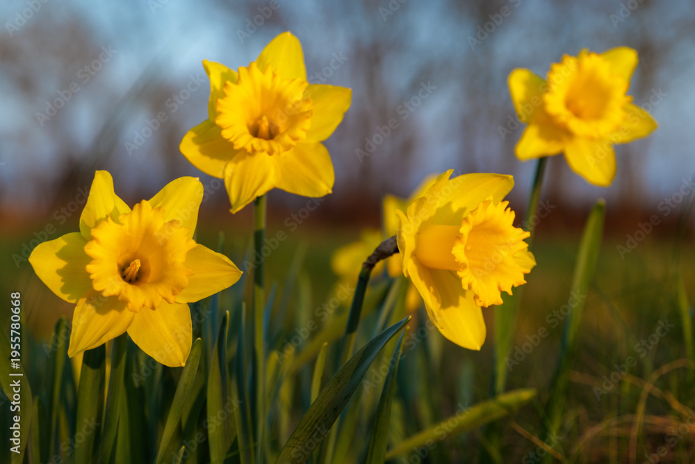 Fototapeta premium Spring background, flowers