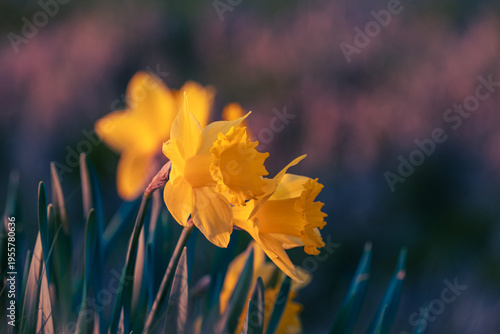 Spring background, flowers
