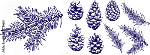 Botanical Set of Pine Cones and Fir Tree Branches Hand Drawn Evergreen Nature Elements Vector Illustration