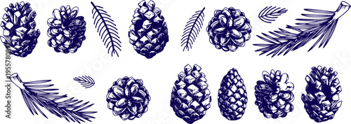 Hand Drawn Pine and Spruce Cones with Fir Branches Evergreen Forest Botanical Sketch Vector Collection