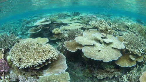 Fragile, reef-building corals dominate on a shallow coral reef in Fiji. This South Pacific island group harbors high marine biodiversity and is a popular destination for divers and snorkelers.