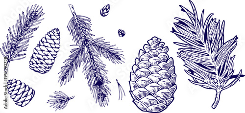 Hand Drawn Pine Cones and Coniferous Branches Collection Botanical Sketch Vector Illustration Isolated on White