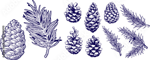 Botanical Set of Pine Cones and Fir Tree Branches Hand Drawn Ink Sketch Collection Isolated on White Background