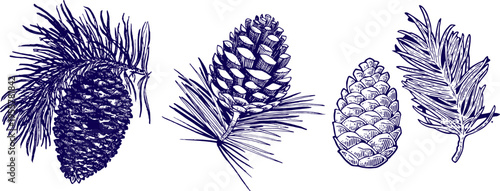 Conifer Cones and Branches Set Hand Drawn Pine and Spruce Botanical Elements Isolated on White Background