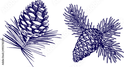 Hand Drawn Pine and Spruce Cones with Conifer Branches Botanical Sketch Vector Collection Isolated on White