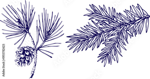 Hand Drawn Conifer Cones and Pine Branches Collection Evergreen Forest Sketch Style Vector Illustration