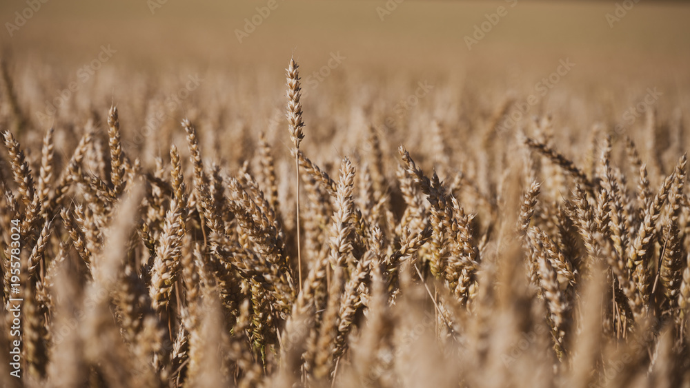 Fototapeta premium Golden wheat stands tall in a field under a clear sky during the harvest season. Farmers work in the background gathering crops. The sun shines down on the scene.
