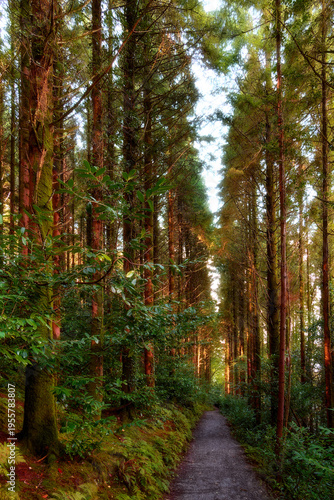 Wallpaper Mural Sunlight filters through the canopy of a verdant forest. Torontodigital.ca