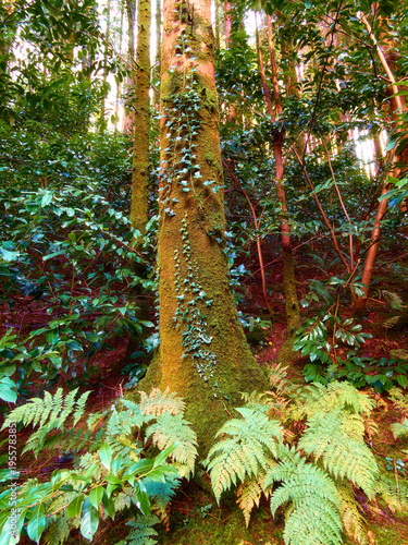 Wallpaper Mural Green moss covers a large tree trunk, with ivy vines climbing its surface in a dense woodland. Ferns and other lush plants fill the forest floor bathed in natural light. Torontodigital.ca