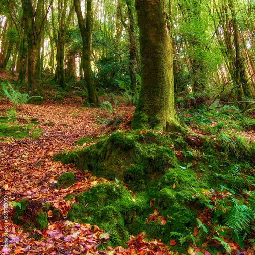 Wallpaper Mural A vibrant forest floor displays green moss and scattered autumn leaves in brown, red, and orange hues. A large tree trunk, thick with moss, stands prominently. Torontodigital.ca