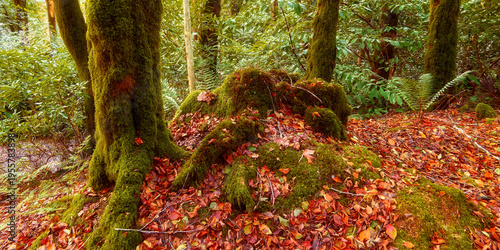 Wallpaper Mural Thick green moss grows on tree trunks and forest rocks. The ground is covered with many colorful red and orange autumn leaves creating a beautiful fall woodland scene. Torontodigital.ca