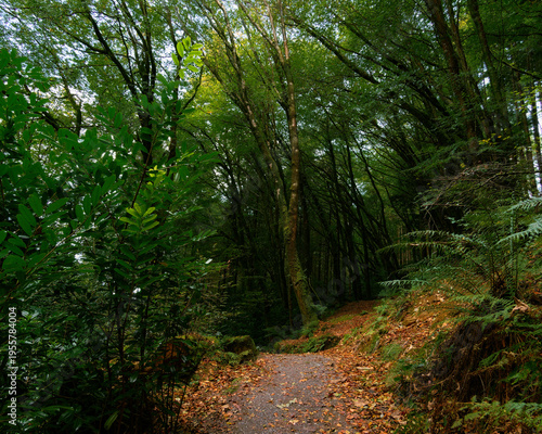 Wallpaper Mural A hiking trail covered in fallen leaves winds its way through a dense forest of tall, green trees and lush undergrowth. Torontodigital.ca