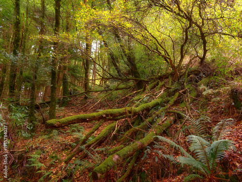 Wallpaper Mural An enchanting woodland scene featuring ferns, moss, fallen trees, and ethereal light. Torontodigital.ca