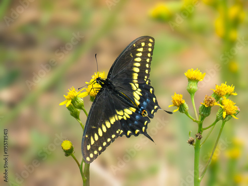 Foto Black Swallowtail Butterfly