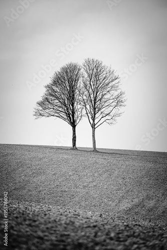 Zwillingsbaum