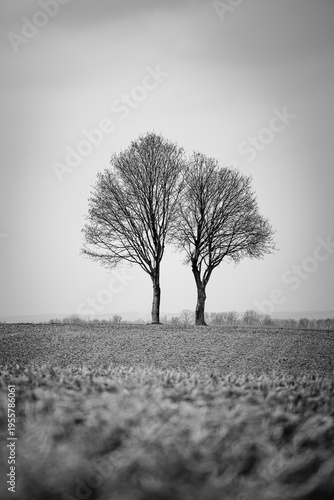 Zwillingsbaum