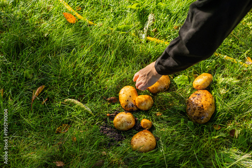 фотографія Washing homegrown potatoes with hose in green grass