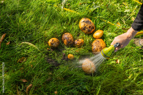 Картината върху платно Washing homegrown potatoes with hose in green grass
