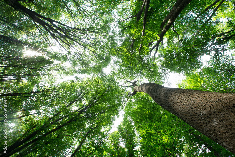 Fototapeta premium Forest trees. nature green wood sunlight backgrounds