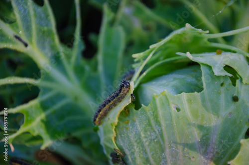 A cabbage caterpillar, Pieris brassicae, crawls and eats leaves on a cabbage head.