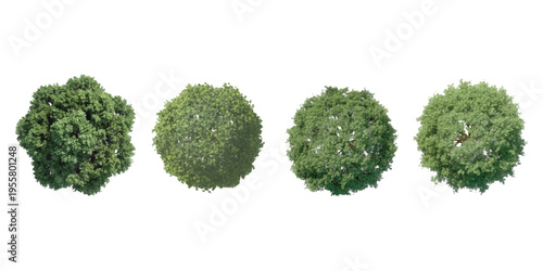 Set of four realistic green trees top view for architectural landscape design vector illustration