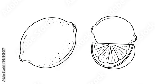 Detailed line art illustration of a whole lemon and lemon slices
