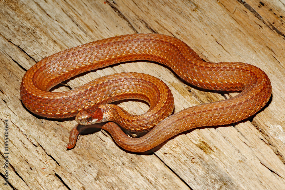 Obraz premium Redbelly snake (Storeria occipitomaculata)