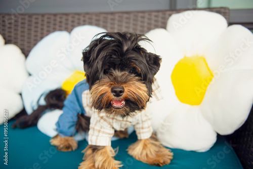 Wallpaper Mural funny Yorkshire Terrier puppy in a suit on the sofa Torontodigital.ca