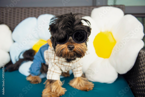 Wallpaper Mural funny Yorkshire Terrier puppy in a suit on the sofa Torontodigital.ca