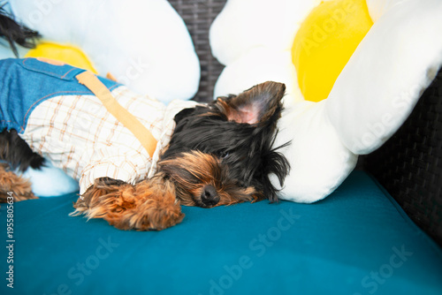 Wallpaper Mural funny Yorkshire Terrier puppy in a suit on the sofa Torontodigital.ca